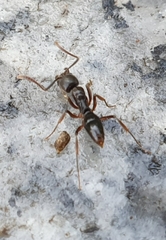 Brachyponera chinensis