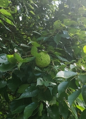 Maclura