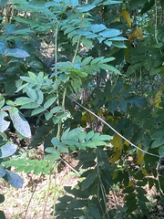 Wisteria sinensis