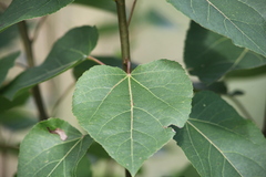Populus balsamifera