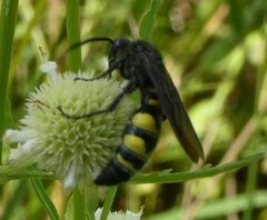 Pygodasis quadrimaculata