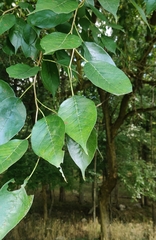 Maclura