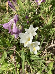 Freesia