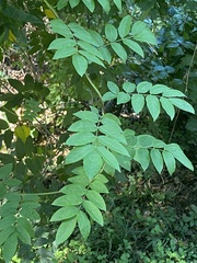 Fraxinus