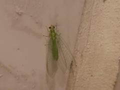 Neuroptera