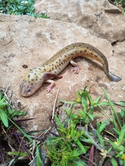 Ambystoma velasci