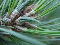 Thecodiplosis piniradiatae