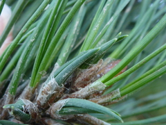 Thecodiplosis piniradiatae