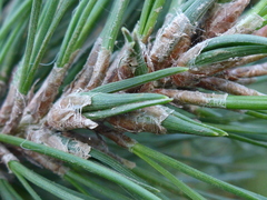 Thecodiplosis piniradiatae