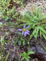Eurybia hemispherica