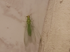 Neuroptera
