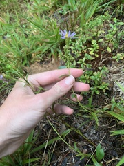 Eurybia hemispherica