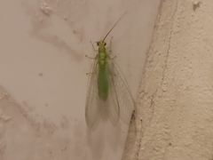 Neuroptera