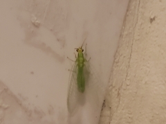 Neuroptera