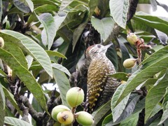 Dryobates spilogaster
