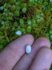 Gaultheria hispidula