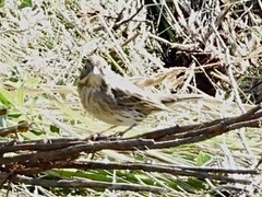 Emberiza spodocephala