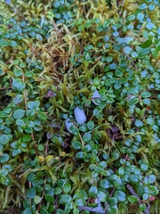 Gaultheria hispidula