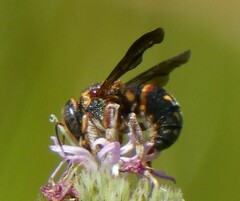 Anthidiellum perplexum