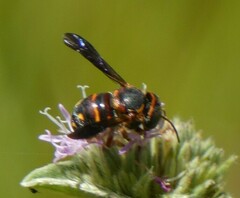 Anthidiellum perplexum