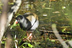 Pardirallus sanguinolentus