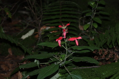 Salvia fulgens