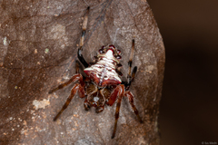 Verrucosa meridionalis