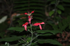 Salvia fulgens