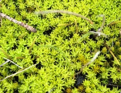Barbula calycina