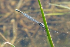 Austrolestes leda