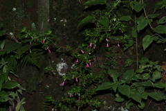 Fuchsia microphylla