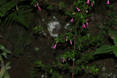 Fuchsia microphylla