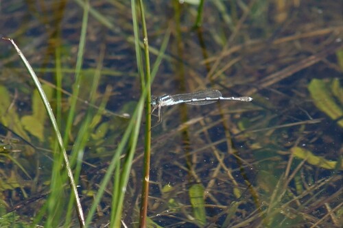 Wandering Ringtail photo 4