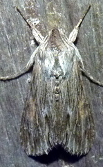 Cucullia laetifica