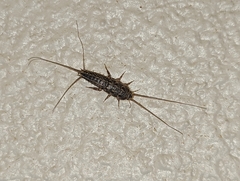 Ctenolepisma