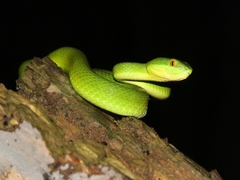 Trimeresurus albolabris