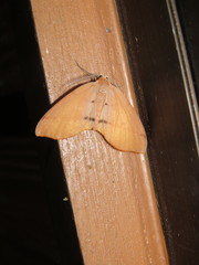 Achrosis