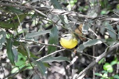 Basileuterus culicivorus