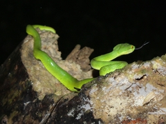 Trimeresurus albolabris