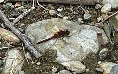Sympetrum internum
