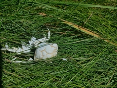 Sporobolus alterniflorus