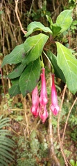 Fuchsia petiolaris