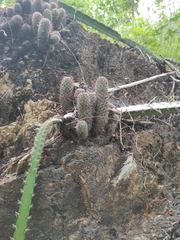 Mammillaria mazatlanensis