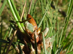 Thecodiplosis piniradiatae