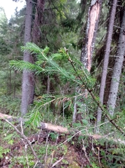 Abies sibirica