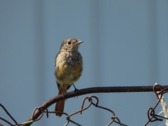 Phoenicurus auroreus