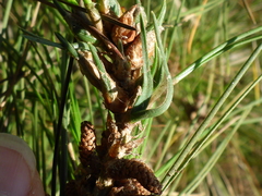 Thecodiplosis piniradiatae