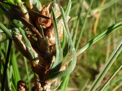 Thecodiplosis piniradiatae