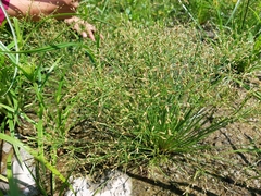 Fimbristylis