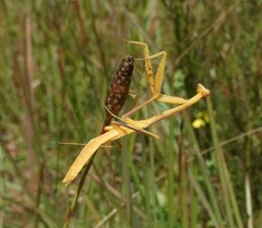 Stagmomantis floridensis